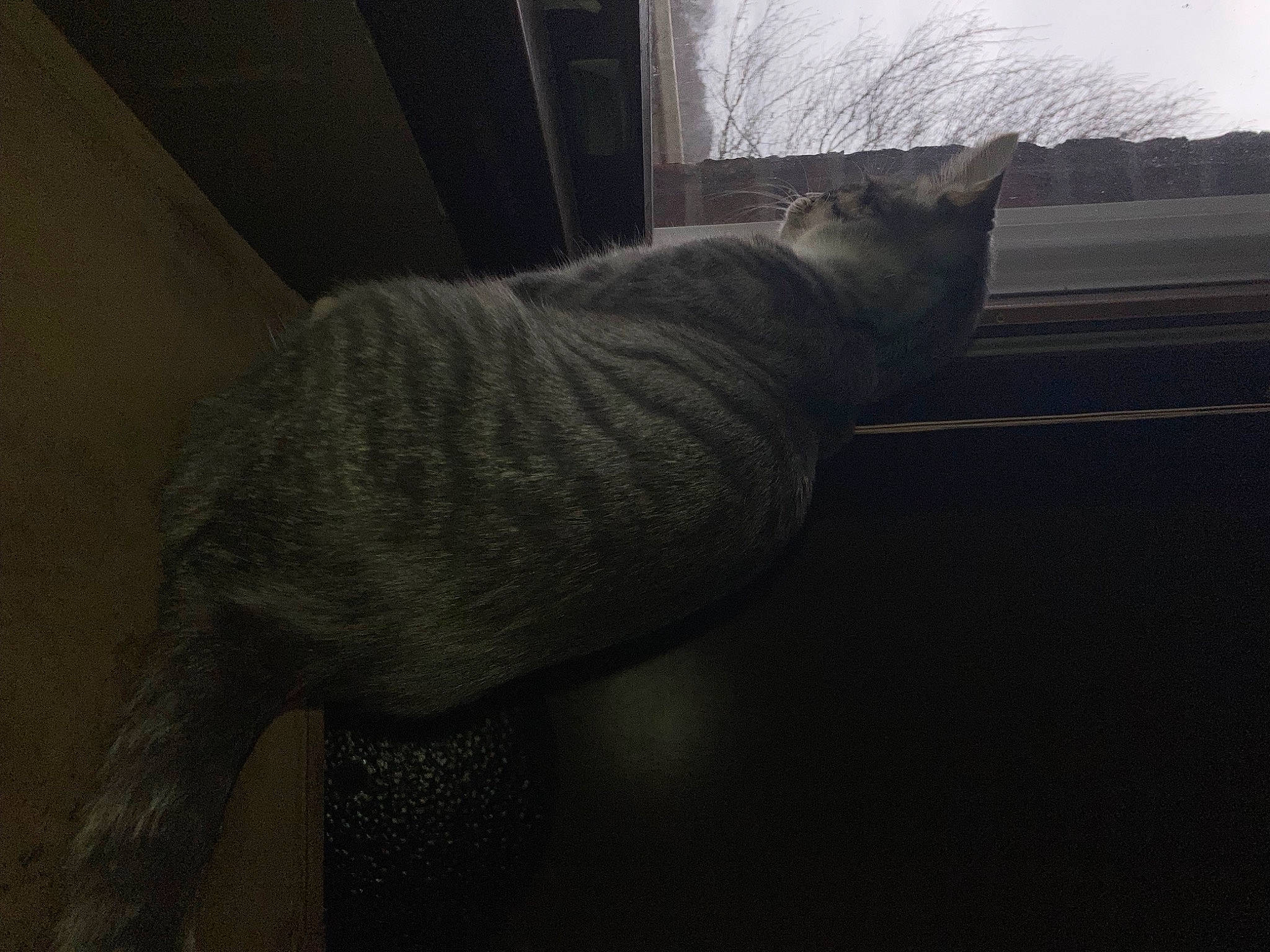 Taytoe is registered to the contest to win money with this photo: carnivore, cat, comfort, felidae, flooring, fur, grey, human_leg, plant, shadow, sky, sleeve, small_to_medium_sized_cats, snout, tail, tints_and_shades, tree, whiskers, window, wood