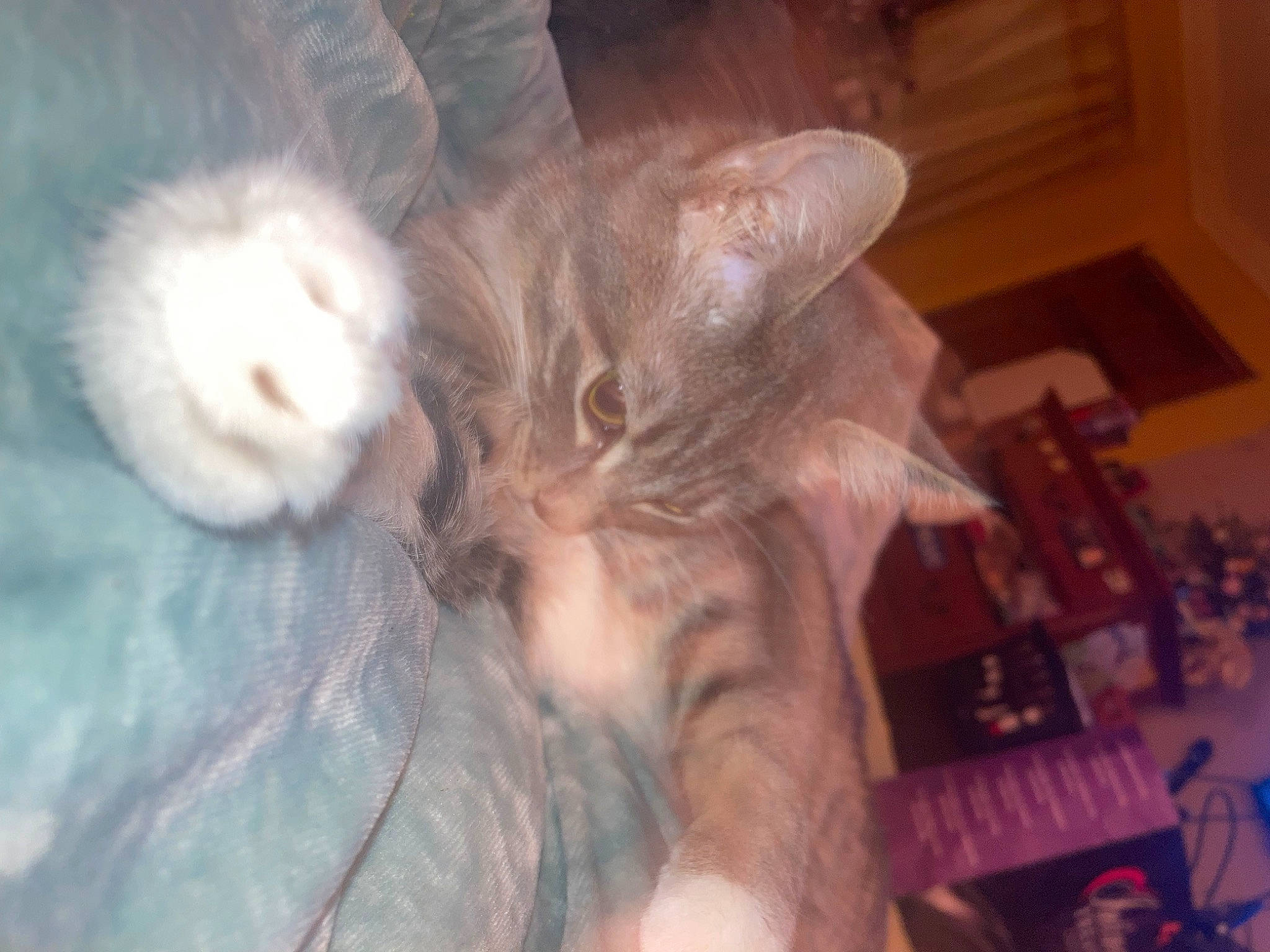 Taytoe is registered to the contest to win money with this photo: carnivore, cat, claw, comfort, domestic_short_haired_cat, ear, fawn, felidae, fur, lap, paw, small_to_medium_sized_cats, tail, whiskers