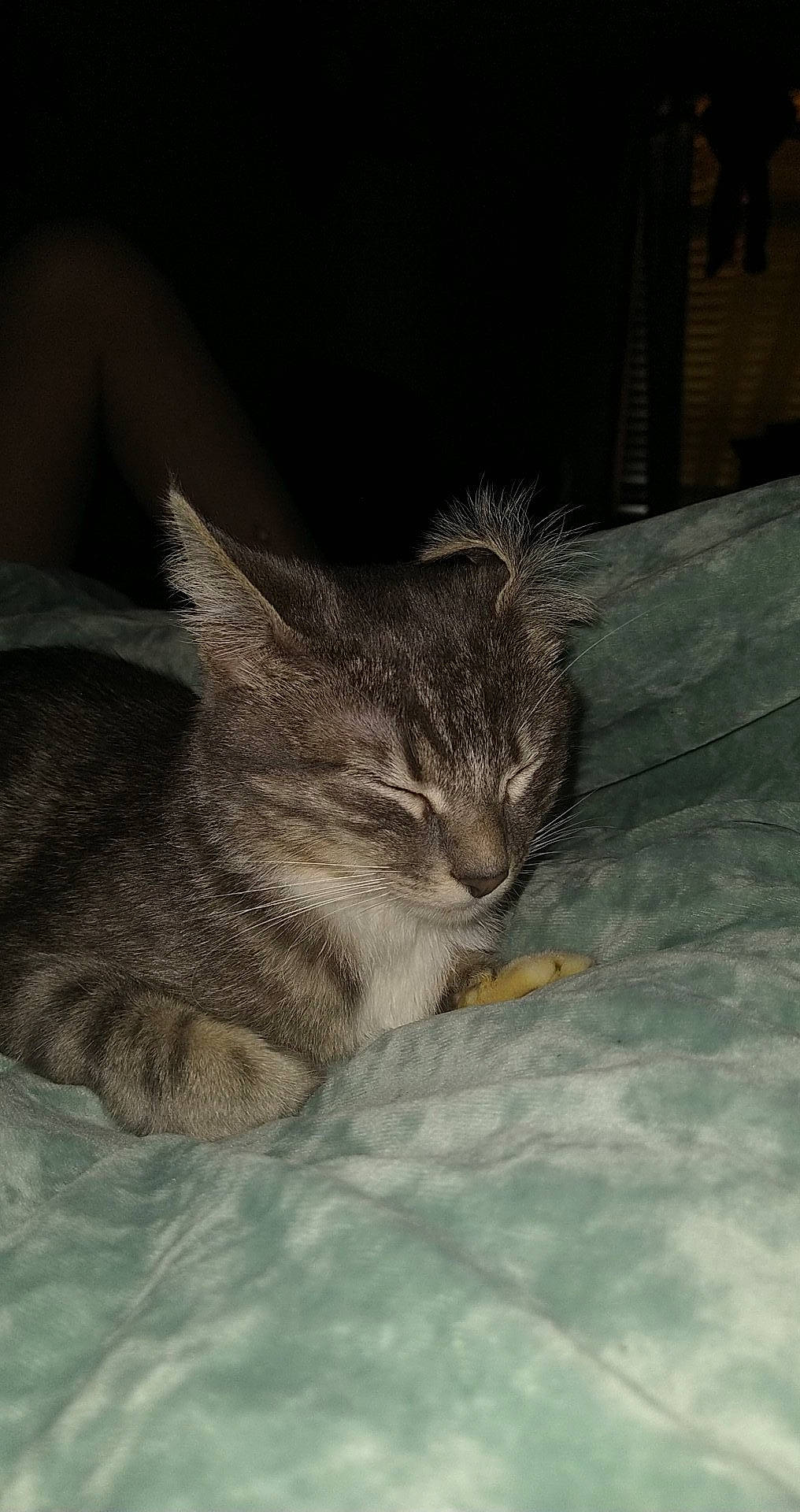 Taytoe is registered to the contest to win money with this photo: carnivore, cat, claw, comfort, domestic_short_haired_cat, fawn, felidae, fur, nap, paw, sleep, small_to_medium_sized_cats, snout, tail, terrestrial_animal, whiskers, wildlife, window