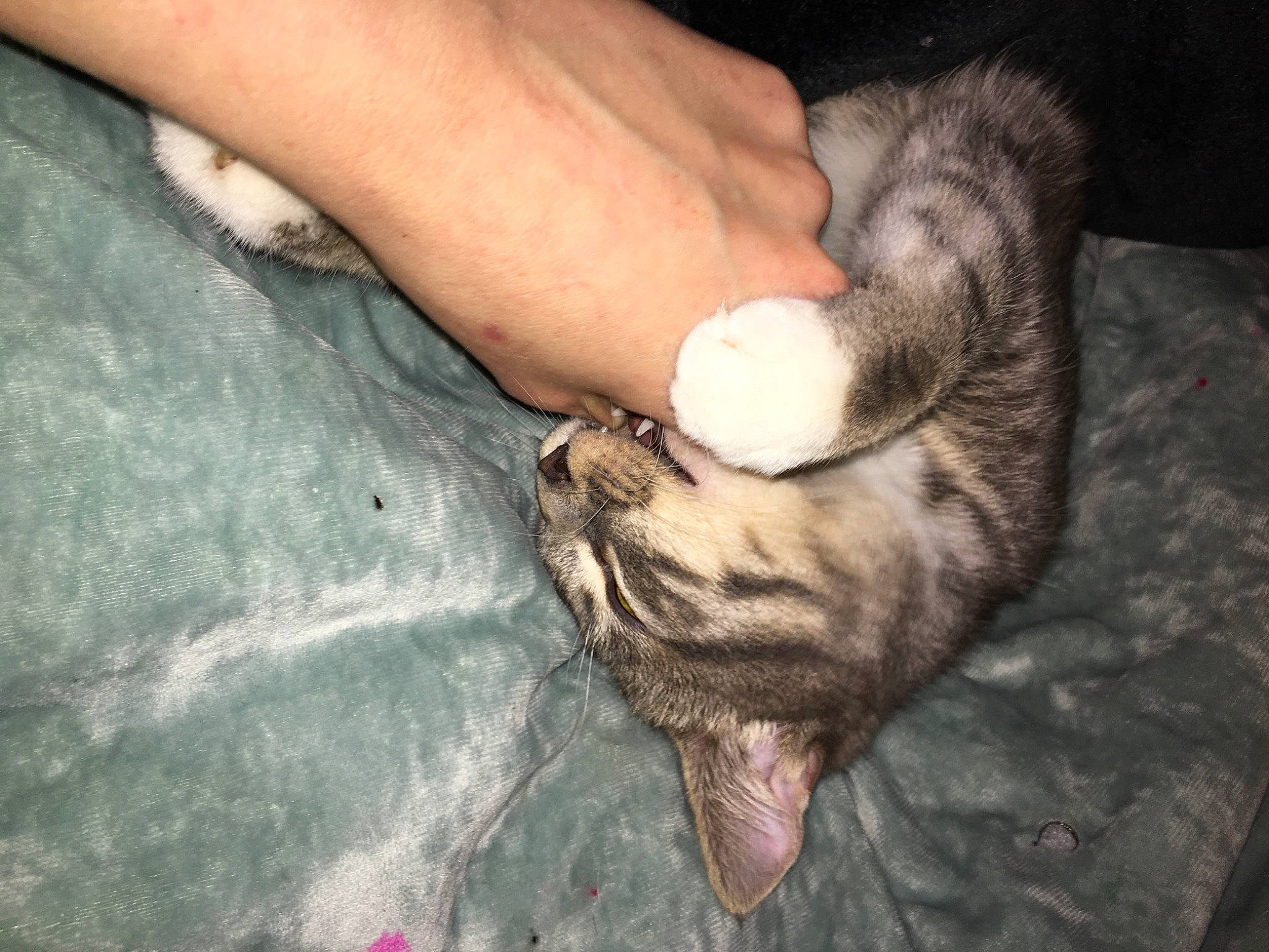 Taytoe joined the competition — help win amazing prizes! carnivore, cat, claw, domestic_short_haired_cat, fawn, felidae, finger, foot, gesture, human_leg, nail, paw, small_to_medium_sized_cats, tail, terrestrial_animal, toe, whiskers, wood, wrinkle, wrist