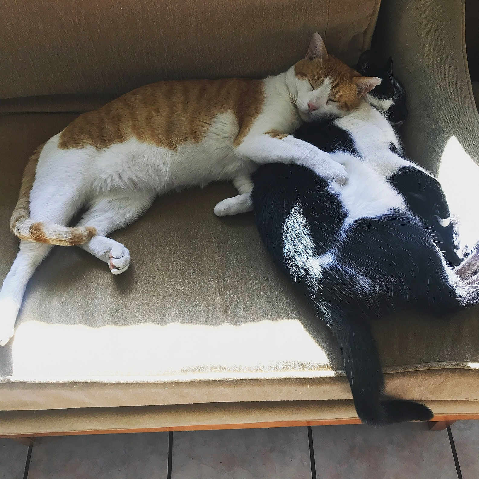 Boogers joined the competition — help win amazing prizes! aegean_cat, carnivore, cat, domestic_short_haired_cat, european_shorthair, felidae, floor, kitten, paw, polydactyl_cat, small_to_medium_sized_cats, tail, whiskers