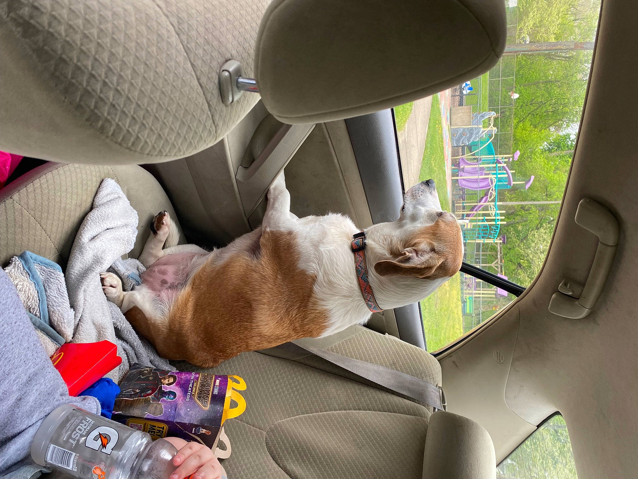 Candy is registered to the contest to win money with this photo: auto_part, automotive_design, automotive_exterior, automotive_mirror, car, car_seat, car_seat_cover, carnivore, comfort, dog, family_car, fawn, head_restraint, human_leg, motor_vehicle, seat_belt, steering_wheel, vehicle, vehicle_door, windshield