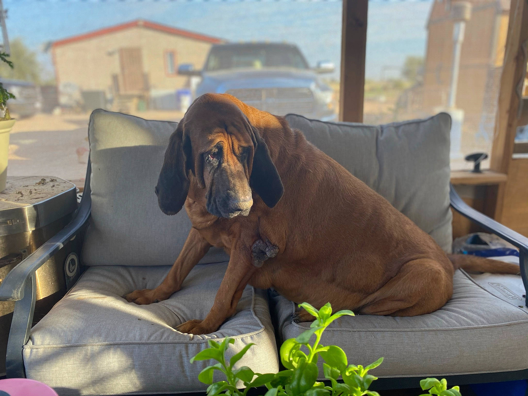 Lily Rose is registered to the contest to win money with this photo: canidae, carnivore, collar, comfort, companion_dog, couch, dog, dog_breed, dog_collar, fawn, gun_dog, liver, outdoor_furniture, pet_supply, pointing_breed, snout, sporting_group, vizsla, working_animal, working_dog