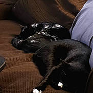 Carl And Ted is registered to the contest to win money with this photo: animal, black_cat, brown_couch, cat, cats, couch, cozy, domestic_animal, feline, furniture, home, indoor, nap, pet, relaxing, resting, sleeping, soft_light, two_cats, white_paws