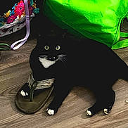 Ted Lasso joined the competition — help win amazing prizes! cat, black_cat, white_paws, sandal, floor, wood_floor, bag, colorful_bag, green_bag, paw, pet, indoor, animal, curious, resting, footwear, straps, domestic_animal, cute, cozy