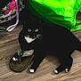 cat, black_cat, white_paws, sandal, floor, wood_floor, bag, colorful_bag, green_bag, paw, pet, indoor, animal, curious, resting, footwear, straps, domestic_animal, cute, cozy