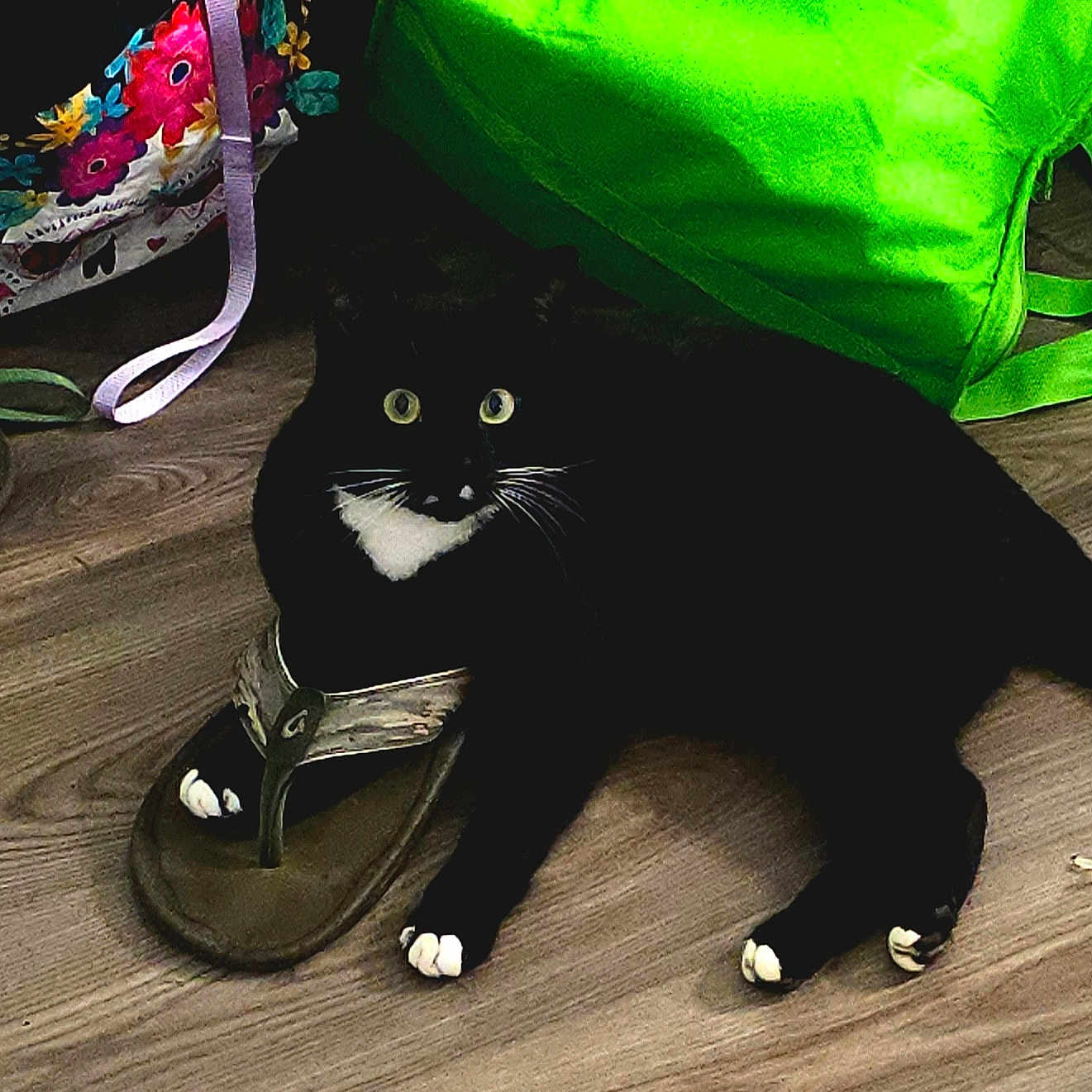 Ted Lasso joined the competition — help win amazing prizes! animal, bag, black_cat, cat, colorful_bag, cozy, curious, cute, domestic_animal, floor, footwear, green_bag, indoor, paw, pet, resting, sandal, straps, white_paws, wood_floor