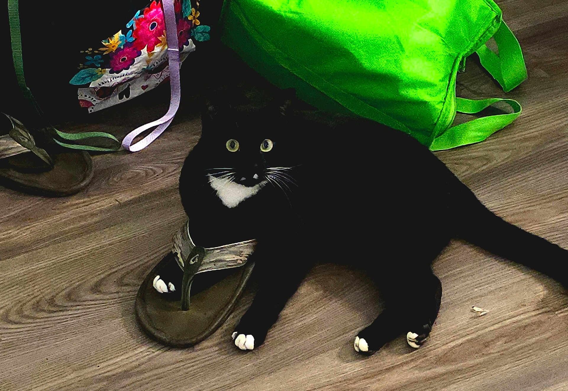 Ted Lasso joined the competition — help win amazing prizes! cat, black_cat, white_paws, sandal, floor, wood_floor, bag, colorful_bag, green_bag, paw, pet, indoor, animal, curious, resting, footwear, straps, domestic_animal, cute, cozy