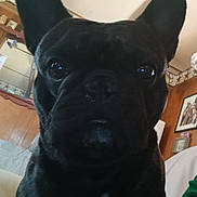 Charlie joined the competition — help win amazing prizes! animal, black_dog, canine, close_up, companion, curious, cute, dog, domestic, ears, face, french_bulldog, furniture, house, indoor, living_room, pet, pet_portrait, portrait, wood_paneling
