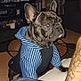 Charlie is registered to the contest to win money with this photo: alert, animal, black, blue_stripes, bookshelf, brown, carpet, cute, decor, dog, ears, french_bulldog, furniture, hoodie, indoor, living_room, person_arm, pet, pet_clothing, tattoo