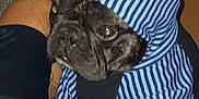 Charlie is registered to the contest to win money with this photo: animal, black_dog, carpet, casual, clothing, comfort, companion, cute, dog, home, hoodie, indoor, lap, looking_up, paw, person, pet, resting, striped, toy