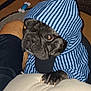Charlie joined the competition — help win amazing prizes! animal, black_dog, carpet, casual, clothing, comfort, companion, cute, dog, home, hoodie, indoor, lap, looking_up, paw, person, pet, resting, striped, toy