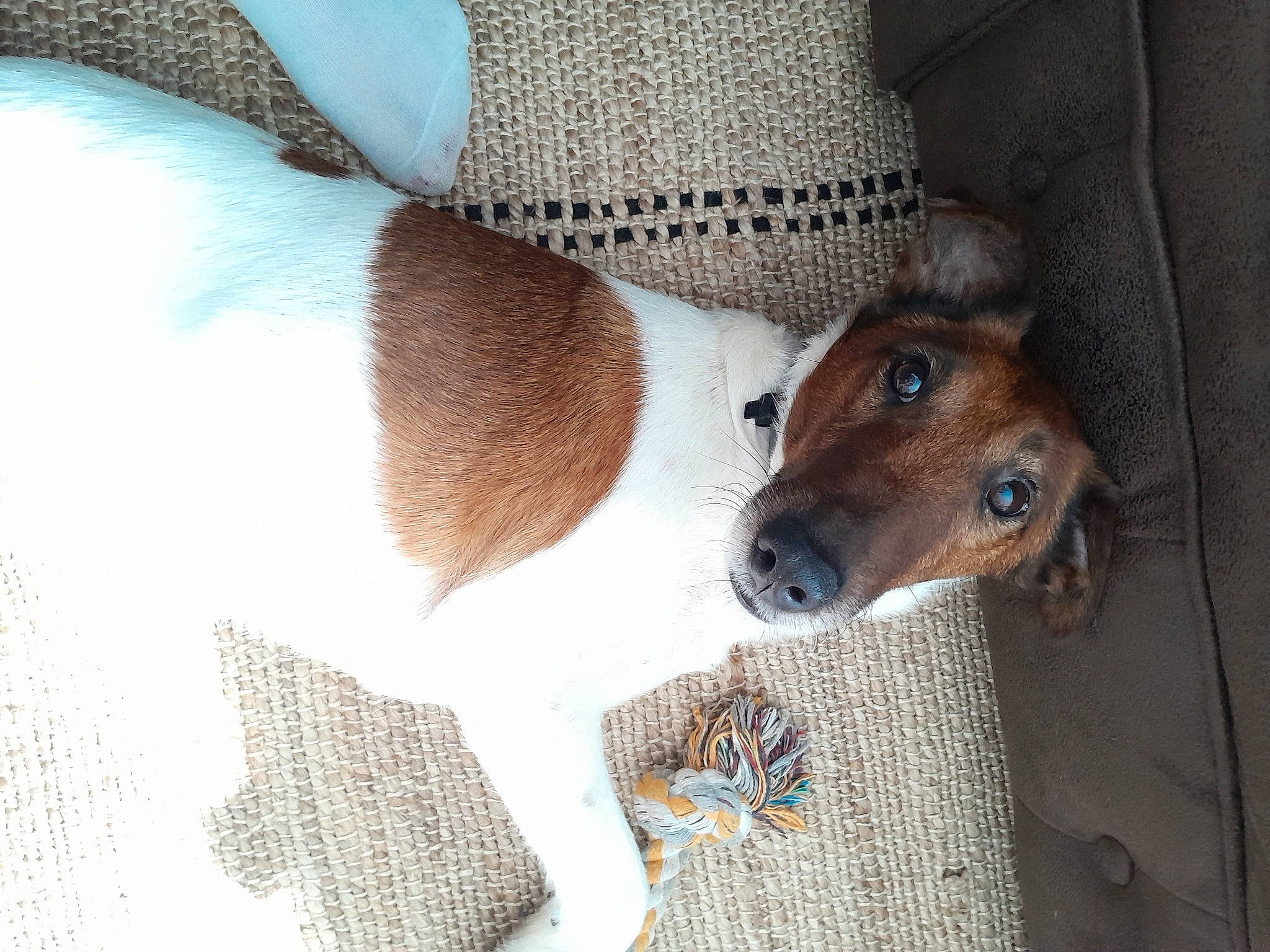 Prince a rejoint le concours — aidez-le/la à gagner de superbes lots ! canidae, carnivore, chilean_fox_terrier, collar, companion_dog, creative_arts, dog, dog_breed, dog_collar, fawn, fur, human_leg, irishjacks, pattern, snout, sporting_group, terrier, whiskers, working_animal, woven_fabric