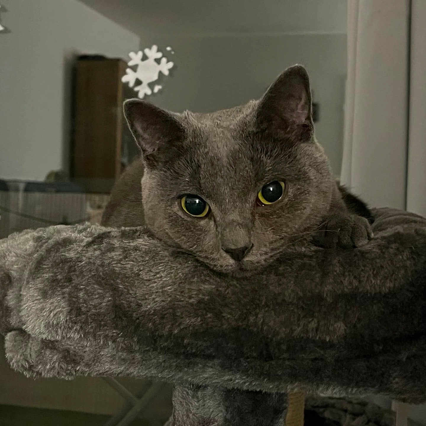 Ruby a rejoint le concours — aidez-le/la à gagner de superbes lots ! animal, cat, cat_tree, comfortable, cozy, curious, ears, eyes, feline, fur, gray_cat, home, indoor, looking, pet, plush, relaxed, resting, snowflake, winter_decor