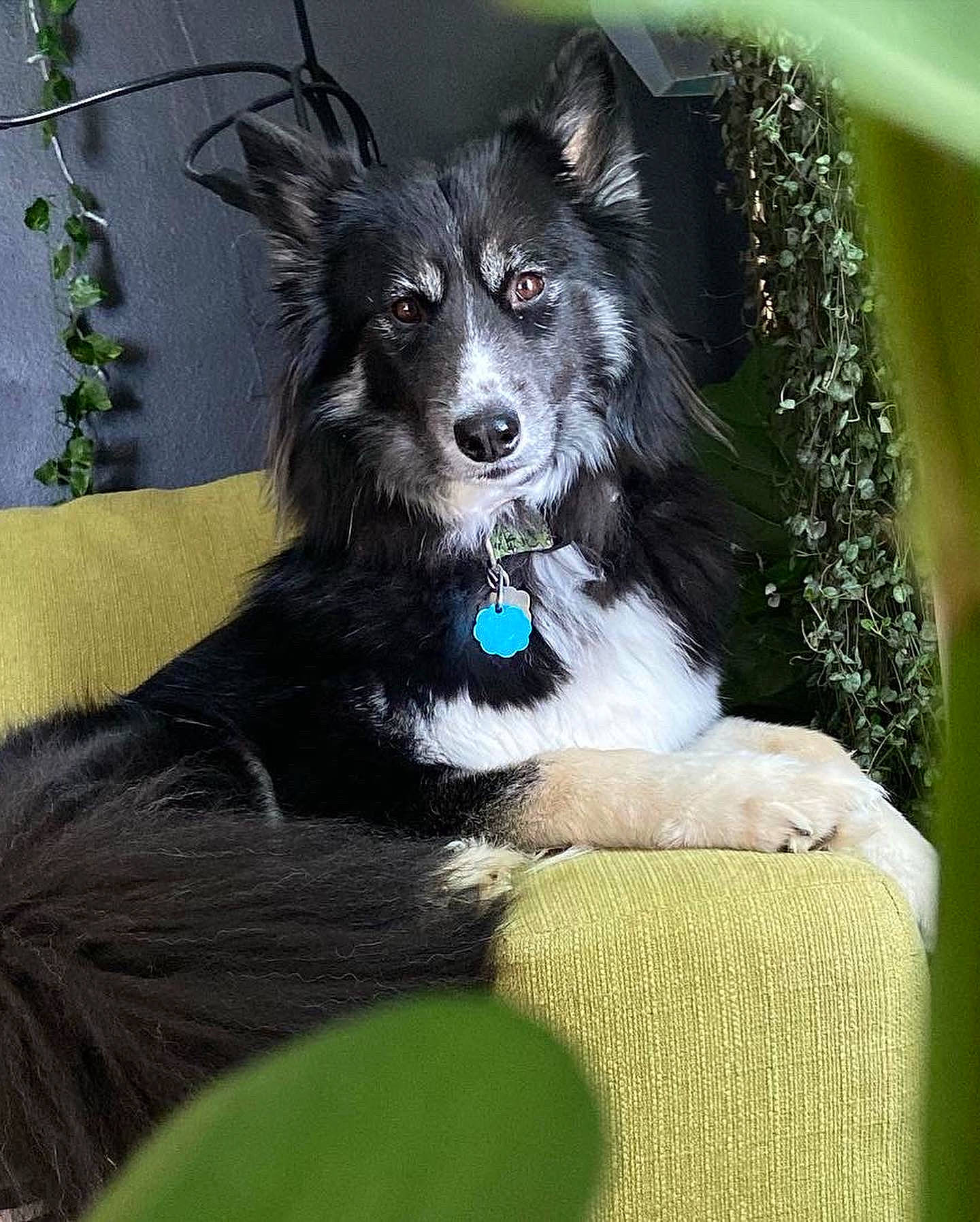 Mazikeen is registered to the contest to win money with this photo: canidae, carnivore, companion_dog, dog, dog_breed, dog_collar, dog_supply, eye, fur, head, non_sporting_group, plant, snout, sporting_group, tail, toy_dog, whiskers, working_animal, working_dog