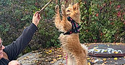 Noucki a rejoint le concours — aidez-le/la à gagner de superbes lots ! dog, small_dog, standing, begging, trick, stick, leash, harness, person, hand, outdoor, autumn, leaves, trees, foliage, park, graffiti, concrete, training, playful