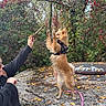 dog, small_dog, standing, begging, trick, stick, leash, harness, person, hand, outdoor, autumn, leaves, trees, foliage, park, graffiti, concrete, training, playful