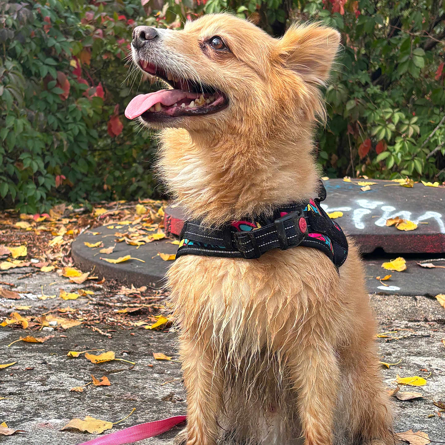 Noucki participe au concours pour gagner de l'argent avec cette photo : dog, canine, pet, animal, golden_fur, scruffy_fur, happy, smiling, open_mouth, tongue, sitting, harness, leash, outdoor, autumn, leaves, garden, foliage, portrait, natural_light