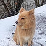 dog, canine, fluffy, golden, fur, pointed_ears, sitting, snow, winter, outdoor, animal, pet, portrait, side_profile, park, trees, bare_branches, icy_ground, natural_light, cute