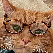 Toby is registered to the contest to win money with this photo: bedding, blanket, cat, close_up, clothing, couch, cozy, ears, eyes, funny, fur, ginger_cat, glasses, indoor, nose, pet, plaid, portrait, spectacles, whiskers