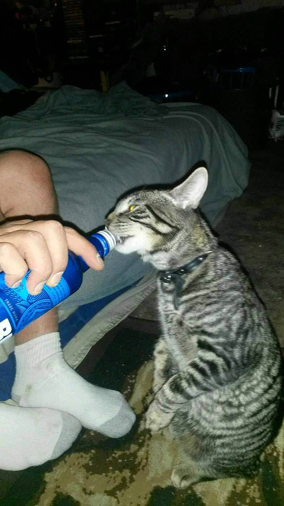 Tyme joined the competition — help win amazing prizes! carnivore, cat, claw, comfort, domestic_short_haired_cat, elbow, felidae, foot, fur, gesture, human_leg, lap, nail, paw, small_to_medium_sized_cats, snout, tail, thigh, whiskers, wrist