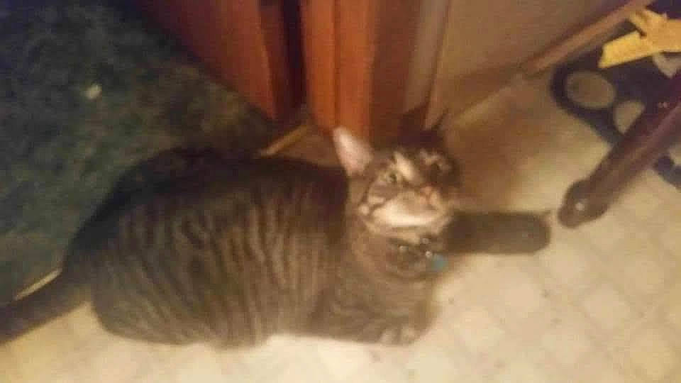 Tyme joined the competition — help win amazing prizes! carnivore, cat, domestic_short_haired_cat, fawn, felidae, flooring, fur, hardwood, small_to_medium_sized_cats, snout, tail, terrestrial_animal, whiskers