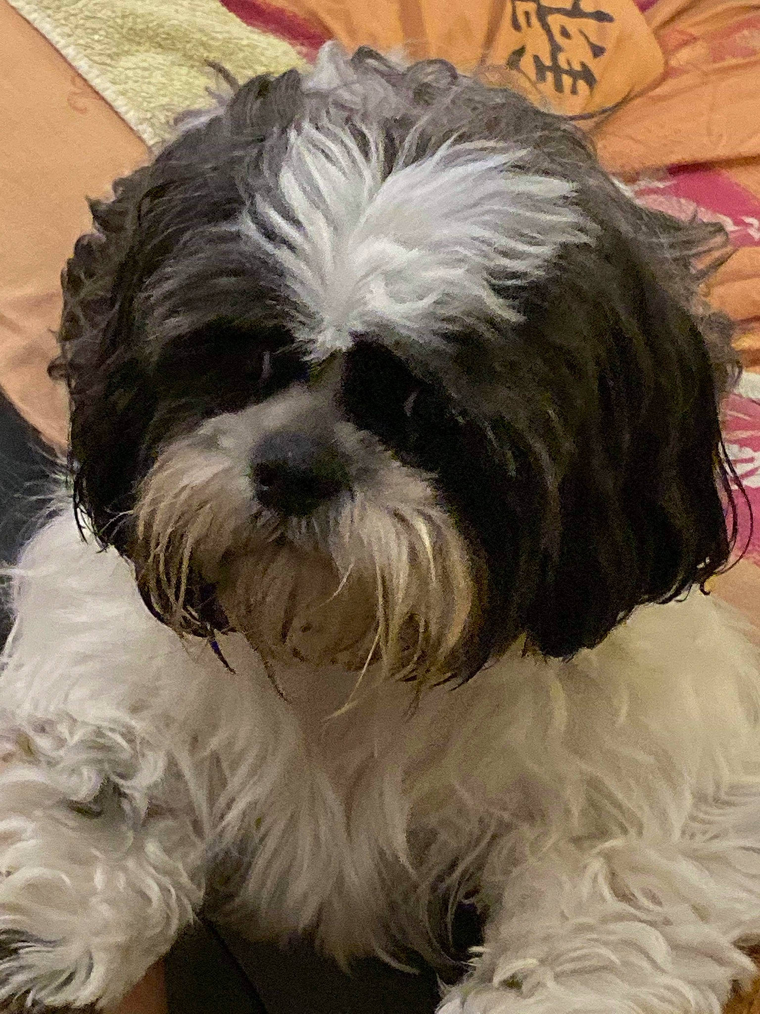 Lili a rejoint le concours — aidez-le/la à gagner de superbes lots ! bolonka, canidae, carnivore, cavapoo, chinese_imperial_dog, companion_dog, dog, dog_breed, havanese, kyi_leo, lhasa_apso, lowchen, maltepoo, mammal, puppy, shih_poo, shih_tzu, snout, tibetan_terrier, vertebrate