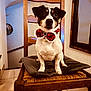 dog, bow_tie, chair, cushion, indoor, pet, small_dog, wooden_chair, tile_floor, decor, portrait, animal, seated, looking_at_camera, domestic, cute, festive, brown, white, black