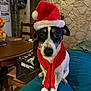 Tutti participe au concours pour gagner de l'argent avec cette photo : dog, santa_hat, scarf, pet, indoors, couch, furniture, table, fruit, chair, wall, stone_wall, black_and_white_dog, looking_at_camera, holiday, festive, cute, small_dog, domestic, cozy
