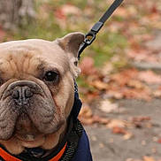 Louie Hamilton joined the competition — help win amazing prizes! dog, french_bulldog, pet, close_up, outdoor, autumn, leaves, sidewalk, harness, canine, animal, portrait, cute, brown, fur, ears, face, walking, leash, nature