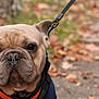 dog, french_bulldog, pet, close_up, outdoor, autumn, leaves, sidewalk, harness, canine, animal, portrait, cute, brown, fur, ears, face, walking, leash, nature