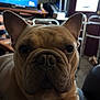 dog, french_bulldog, pet, animal, indoor, close_up, face, ears, fur, canine, mammal, companion, looking, portrait, domestic, cute, snout, sitting, background, furniture