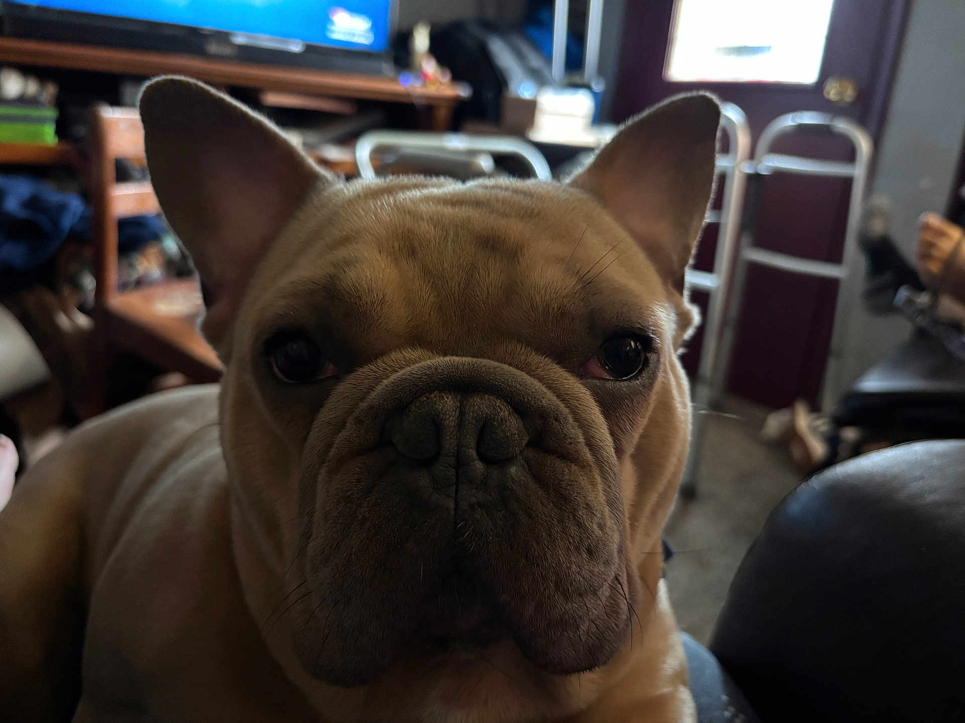 Louie Hamilton is registered to the contest to win money with this photo: dog, french_bulldog, pet, animal, indoor, close_up, face, ears, fur, canine, mammal, companion, looking, portrait, domestic, cute, snout, sitting, background, furniture