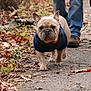 Louie Hamilton is registered to the contest to win money with this photo: french_bulldog, dog, walking, jacket, path, autumn, leaves, outdoor, people, legs, footwear, nature, forest, canine, pet, animal, pavement, casual, walking_path, fall