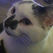 Roxxy joined the competition — help win amazing prizes! animal, black_markings, blue_light, blurred_background, calm, cat, close_up, cozy, cute, domestic, ears, eyes, face, feline, fur, indoor, pet, portrait, whiskers, white_cat