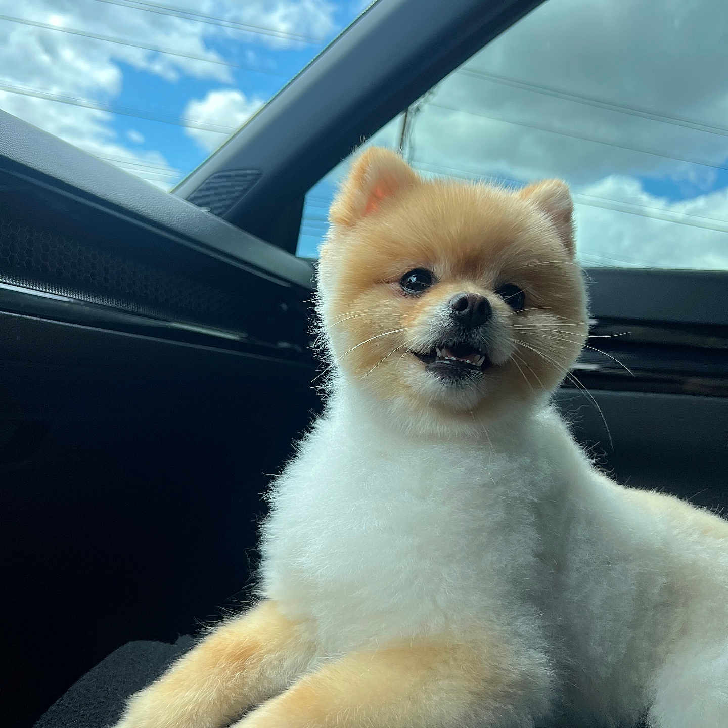 Kobe is registered to the contest to win money with this photo: animal, canine, car, cat, chow, cockerspaniel, dog, eskimodog, husky, kitten, machine, papillon, pet, poodle, puppy, spoke, terrier, transportation, vehicle, whitedog