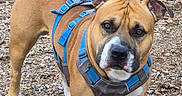 Turp joined the competition — help win amazing prizes! alert, animal, blue_harness, brown_dog, canine, closeup, daylight, dirt_ground, dog, ears_up, leash, looking_at_camera, muzzle, nature, outdoor, pet, portrait, rocks, standing, sticks