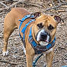 dog, brown_dog, blue_harness, outdoor, dirt_ground, rocks, sticks, animal, pet, canine, leash, standing, looking_at_camera, ears_up, alert, nature, daylight, portrait, closeup, muzzle