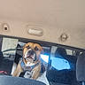 dog, vehicle, car_interior, pet, seat, window, harness, animal, canine, relaxed, brown_dog, looking, backseat, furniture, travel, companion, domestic_animal, transportation, resting, closeup