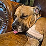 dog, sleeping, tongue_out, leather_chair, brown, close_up, pet, canine, resting, indoors, fur, snout, ear, collar, paw, comfort, relaxation, home, cute, animal