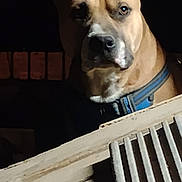Turp joined the competition — help win amazing prizes! dog, animal, pet, collar, fence, night, portrait, brown, canine, ears, face, looking, wood, outdoor, quiet, alert, domestic_animal, closeup, expression, shadow