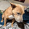 Emma joined the competition — help win amazing prizes! animal, bed, blanket, brown_dog, canine, cozy, dog, ears, fur, furniture, indoor, pet, pillow, portrait, resting, room, skull_art, snout, tapestry, white_chest
