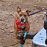 alert, animal, brown_dog, canine, collar, dog, ears, fur, gravel, ground, leash, outdoor, pet, red_harness, rusty_metal, serious_expression, snout, standing, tethered, trailer_hitch