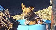 Emma is registered to the contest to win money with this photo: alert, blue_tub, brown_dog, chain, container, daylight, dog, ears_up, gravel, ground, harness, metal, outdoor, plant, rust, rusty_machinery, shadow, sunlight, vintage, wearing