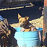 Emma is registered to the contest to win money with this photo: dog, blue_tub, harness, chain, rusty_machinery, outdoor, gravel, sunlight, alert, ears_up, brown_dog, metal, container, rust, shadow, plant, ground, daylight, vintage, wearing