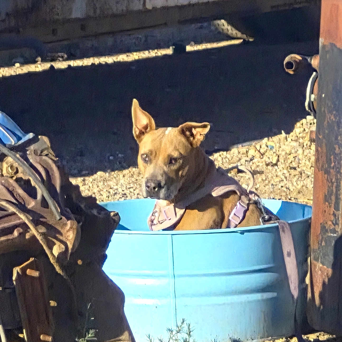 Emma is registered to the contest to win money with this photo: dog, blue_tub, harness, chain, rusty_machinery, outdoor, gravel, sunlight, alert, ears_up, brown_dog, metal, container, rust, shadow, plant, ground, daylight, vintage, wearing