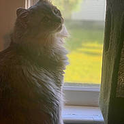Bestie joined the competition — help win amazing prizes! animal, blurred_background, calm, cat, cozy, curtain, daylight, domestic, feline, fluffy, fur, indoor, looking, natural_light, pet, quiet, side_view, soft, window, windowsill