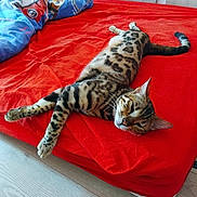Kaigui a rejoint le concours — aidez-le/la à gagner de superbes lots ! cat, bed, red_bedspread, spotted_cat, relaxing, indoor, feline, resting, sleepy, pet, domestic_cat, fur_pattern, whiskers, ears, floor, blanket, colorful, cozy, comfortable, animal