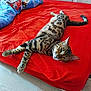cat, bed, red_bedspread, spotted_cat, relaxing, indoor, feline, resting, sleepy, pet, domestic_cat, fur_pattern, whiskers, ears, floor, blanket, colorful, cozy, comfortable, animal