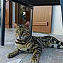 bengal_cat, cat, pet, animal, feline, green_eyes, striped_fur, spotted_fur, lying_down, floor, tile_floor, chair, outdoor, door, wooden_door, wall, resting, whiskers, ears, closeup